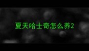 夏天哈士奇怎么养