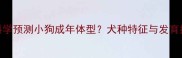 如何科学预测小狗成年体型犬种特征与发育指标全