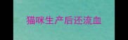 猫咪生产后还流血