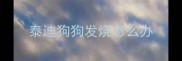 泰迪狗狗发烧怎么办