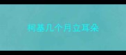 柯基几个月立耳朵