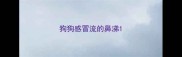 狗狗感冒流的鼻涕