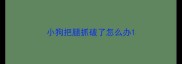 小狗把腿抓破了怎么办