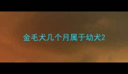 金毛犬几个月属于幼犬