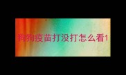 狗狗疫苗打没打怎么看
