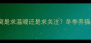 猫咪钻被窝是求温暖还是求关注冬季养猫必看指南