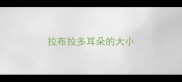 拉布拉多耳朵的大小
