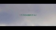 1个月的幼猫吃什么