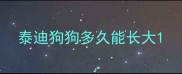 泰迪狗狗多久能长大