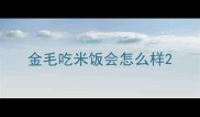 金毛吃米饭会怎么样