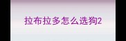 拉布拉多怎么选狗