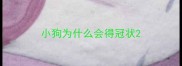小狗为什么会得冠状