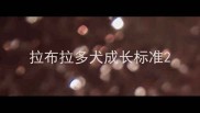 拉布拉多犬成长标准