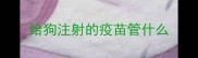 给狗注射的疫苗管什么