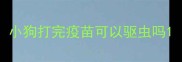 小狗打完疫苗可以驱虫吗