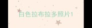 白色拉布拉多照片