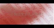 小狗出生后几天睁眼