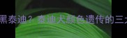 灰泰迪生出黑泰迪泰迪犬颜色遗传的三大核心规律