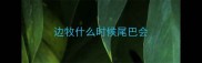 边牧什么时候尾巴会