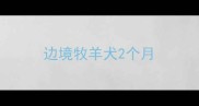 边境牧羊犬2个月