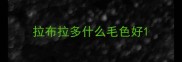 拉布拉多什么毛色好