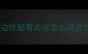 边牧肠胃炎该怎么喂食