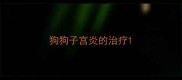 狗狗子宫炎的治疗