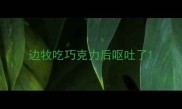 边牧吃巧克力后呕吐了