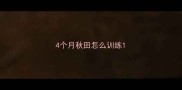 4个月秋田怎么训练