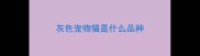 灰色宠物猫是什么品种
