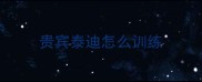 贵宾泰迪怎么训练