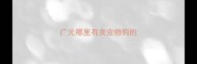 广元哪里有卖宠物狗的