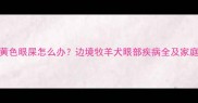 边牧眼角黄色眼屎怎么办边境牧羊犬眼部疾病全及家庭护理指南