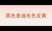黑色泰迪毛色发黄
