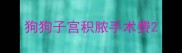 狗狗子宫积脓手术费