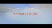 拉布拉多幼犬可以干洗吗
