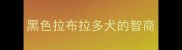 黑色拉布拉多犬的智商