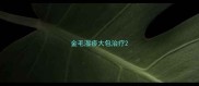 金毛湿疹大包治疗