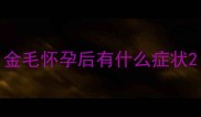 金毛怀孕后有什么症状
