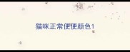 猫咪正常便便颜色