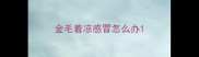 金毛着凉感冒怎么办