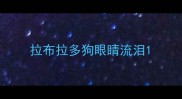 拉布拉多狗眼睛流泪