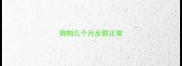 狗狗几个月反群正常