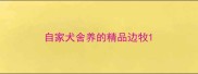 自家犬舍养的精品边牧