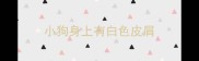 小狗身上有白色皮屑