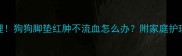 紧急处理狗狗脚垫红肿不流血怎么办附家庭护理全攻略
