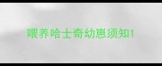喂养哈士奇幼崽须知