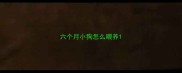 六个月小狗怎么喂养