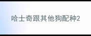 哈士奇跟其他狗配种