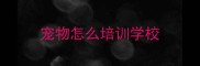宠物怎么培训学校